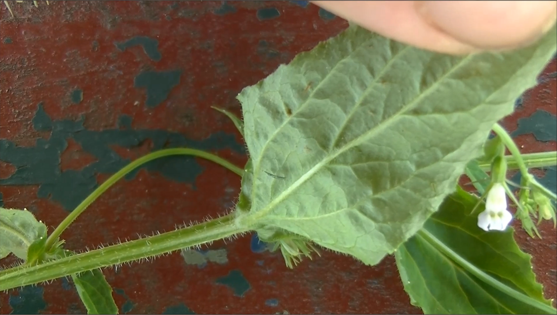 Lobelia Inflata Leaf Shape
