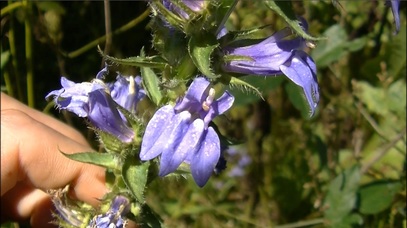 Blue Lobelia Flowers