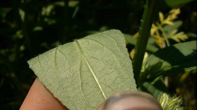 Blue Lobelia Leaf Underside